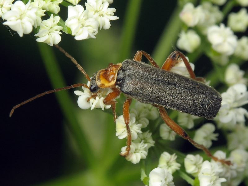Cantharis nigricans Muller, 1766